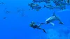 Nintendo Games Switch Endless Ocean Luminous Switch Produktbild-Vorschau 3