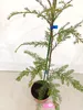 Sequoia sempervirens, sekwoja przybrzeżna, wysokość 40–60 Podgląd zdjęcia produktu 4