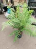 A potted fern plant is displayed on a floor with shelves and boxes in the background. Voir les images du produit