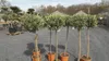 Olivenbaum Olive 160 - 180 cm Hochstamm, beste Qualität, Produktbild-Vorschau 7