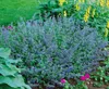 Nepeta x faassenii 'Six Hills Giant', Katzenminze, blau, Produktbild-Vorschau 5