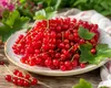 Rote Johannisbeere Jonkheer van Tets 30–35 cm – Ribes Produktbild-Vorschau 3