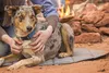 Ruffwear Highlands Pad Bett Cloudbust Gray, Größe:M Produktbild-Vorschau 4