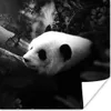 MuchoWow® Poster Tiere - Dschungel - Panda - Schwarz - Weiß Produktbild-Vorschau 1