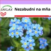 SAFLAX - Nezabudni na mňa - Myosotis sylvatica - 150 Semená Náhľad obrázku produktu 4