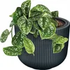 A potted plant with green and white variegated leaves sits in a dark gray ribbed planter. Náhled obrázku produktu