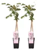 2er-Set - Wisteria Floribunda Rosea - Blauregen Produktbild-Vorschau 1