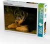 Calvendo Ein Motiv aus dem Kalender Airedale Terrier Welpen Produktbild-Vorschau 1
