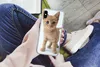 MuchoWow® Handyhülle Schutzhülle Hülle für iPhone X Katze - Produktbild-Vorschau 3