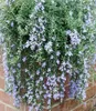 A close-up view of a cascading rosemary plant with small purple flowers, spilling over a brick wall. Produktbild-Vorschau