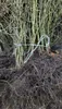 Hainbuche/ Hainbuchenhecke/ Buche/ Weißbuche (Carpinus Produktbild-Vorschau 2