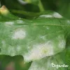 Leaf Diseases Blattkrankheiten-Konzentrat - 1000 ml für Produktbild-Vorschau 3