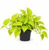Efeutute Golden Pothos ca. 20 cm – Epipremnum aureum, Produktbild-Vorschau 4