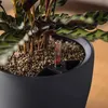A close-up view of a plant in a black planter with a water level indicator. Produktbild-Vorschau