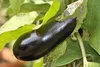 SAFLAX - BIO - Aubergine - Long Purple - 20 Samen - Mit Produktbild-Vorschau 6
