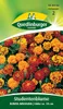 Quedlinburger Saatgut - Studentenblumen Bonita - Samen - Produktbild-Vorschau 5