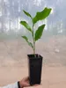 Magnolia Betty 2L Podgląd zdjęcia produktu 10