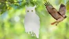 Vogelnet Strend Pro, uilmotief, reflecterend, met Productafbeelding-voorbeeld 3