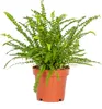 Bloomique - Nephrolepis Duffi - Schwertfarn - Produktbild-Vorschau 1