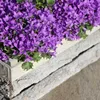 Campanula Addenda - jacinthe des bois - pot de 12cm - 6 Voir les images du produit 2