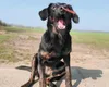 Carnello Hunde Snack Hundespaghetti Trainingspack | 6x100g Produktbild-Vorschau 4