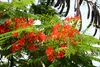 SAFLAX - plameňový strom - Delonix regia - 6 Semená Náhľad obrázku produktu 4
