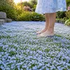 Stauden Gänge 10 x Isotoma fluviatilis - Blauer Produktbild-Vorschau 4