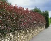 Photinia fraseri 'Red Robin', Glanzmispel, rot, 60–80 cm Produktbild-Vorschau 10
