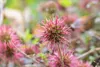 Stauden Gänge 1 x Acaena microphylla ’Kupferteppich’ - Produktbild-Vorschau 4