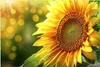 Küchenrückwand Spritzschutz Glas mit Motiv Sonnenblume Produktbild-Vorschau 3