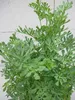 Weinraute - Ruta graveolens - Ursprungsart Produktbild-Vorschau 1