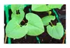 10x Lablab purpureus Helmbohne Bohne Kletterpflanze Samen Produktbild-Vorschau 5