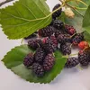 Morušovník černý o  2L Náhled obrázku produktu 4