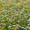 (9,25€/kg) Phacelia 2 kg Gründüngung Stilllegung Produktbild-Vorschau 5