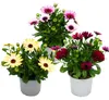 Cape basket – Osteospermum ecklonis – kvetináč 11 cm – sada Náhľad obrázku produktu 1