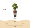 Green boutiQ - Obst gepflanzt - Rubus phoenicolasius - Produktbild-Vorschau 3