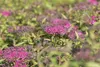 Spiraea japonica 'Anthony Waterer', Rote Sommerspiere, Produktbild-Vorschau 4