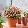 Leucothoe Makijaz - Brun - 2 Plantes - Feuillage persistant Voir les images du produit 4