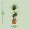 Dracaena Marginata, pianta da appartamento, Ø21cm, altezza Anteprima dell’immagine prodotto 2