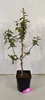 Mespilus Germanica 'Nottingham', Mispel, 5-Liter-Topf Produktbild-Vorschau 2