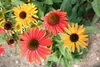 Stauden Gänge 3 x Echinacea purpurea ‚Cheyenne Spirit' - Produktbild-Vorschau 5