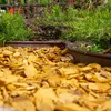 Galamio Hackschnitzel Holzdekor Gelb 5-60 mm 60l Produktbild-Vorschau 4