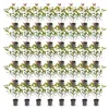 Green boutiQ - 40x Photinia fraseri Carre Rouge - Produktbild-Vorschau 2