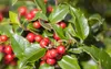 Stechpalme Alaska 10-15 cm, im Topf - Ilex aquifolium, Produktbild-Vorschau 3