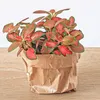 Jardin en bouteille Ficus Ginseng Bonsaï : recharge et kit Voir les images du produit 3