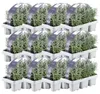 Planten van Frank | 72 Blauwe Geurlavendel planten | Productafbeelding-voorbeeld 1