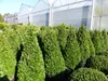 2 Stück Ilex crenata Caroline Upright Pyramide 130 - 150 cm Produktbild-Vorschau 6
