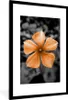 MuchoWow® MuchoWow® Gerahmtes Poster Blumen - Orange - Produktbild-Vorschau 7