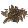 Alternanthera reineckii Pink Breitblättriges rotes Produktbild-Vorschau 2