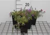 6 x Aubrieta hybrida 'Cascade Blue' - Blaukissen - Topf 9 x Anteprima dell’immagine prodotto 2